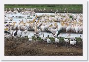 03LakeManyara - 58 * Yellow-billed Storks and Great White Peilcans.